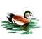 Swimming mallard duck