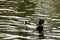 Swimming Mallard - Wild Duck /UK