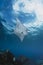 Swimming Manta Ray under water on blue background