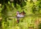 Swimming Moorhen