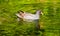 Swimming Moorhen