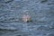 Swimming Muskrat