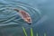 Swimming muskrat in a pond near Hillsboro, Oregon