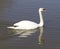 Swimming mute swan