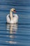 Swimming mute swan cygnus olor, blue water, sunshine, reflecti