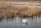 Swimming mute swan in a Dutch nature reserve