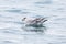 Swimming northern arctic fulmar fulmarus glacialis, water surf