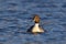 Swimming Northern Pintail Duck