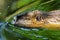 Swimming Nutria or Coypu