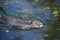 swimming nutria in a park pond