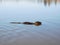 Swimming nutria in the pond