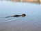 Swimming nutria in the pond