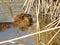 Swimming nutria in the pond