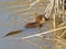 Swimming nutria in the pond