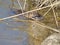 Swimming nutria in the pond