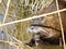 Swimming nutria in the pond