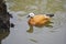 Swimming orange duck