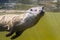 Swimming otter (Lutra lutra)