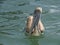 Swimming pelican