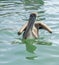 Swimming pelican