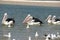 Swimming pelicans and seabirds in Australia.