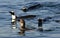 Swimming penguins. The African penguin (Spheniscus demersus)