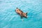 Swimming pig of Exuma