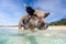 Swimming pig on Exuma island