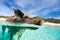 Swimming pig on Exuma island