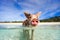 Swimming pigs of Exuma