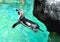 Swimming pinguin