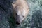 Swimming polar bear