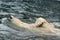 Swimming Polar bear