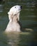 Swimming polar bear