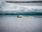 Swimming polar bear near the Arctic CircleSwimming polar bear near the Arctic Circle