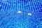 Swimming pool blue water surface background, floating plumeria frangipani flowers, summer holidays, vacation, spa relax, beauty