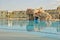 Swimming pool of Hilton Sharks Bay Hotel