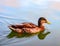 Swimming Reddish Duck in a Pond and Sky Reflection