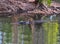 Swimming saltwater crocodile,queensland,australia