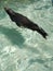 Swimming Seal