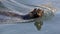 Swimming seal. Cape fur seal (Arctocephalus pusilus).