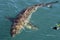 Swimming seal. Cape fur seal (Arctocephalus pusilus).