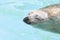 Swimming seals in the water pool
