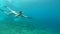 Swimming, spear and woman in ocean for fishing, hunting and catch fish on adventure, holiday and vacation. Diving