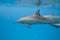 Swimming Spinner dolphins in the wild.