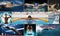 Swimming sport collage