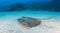 Swimming Sting Ray