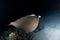 Swimming sting ray in night dive
