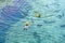 Swimming with stingrays in clear water at hotel resort on vacation