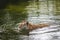 Swimming Sumatran Tiger